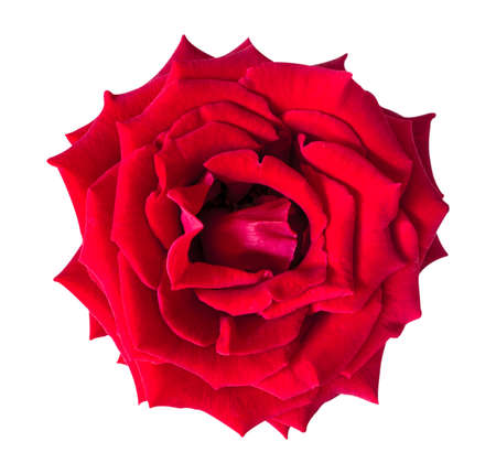rose flower nature red rose isolated on white backgroundの写真素材