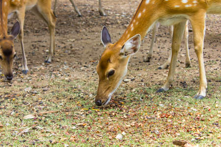 Deer patterned lovely spot deer in the wildの写真素材