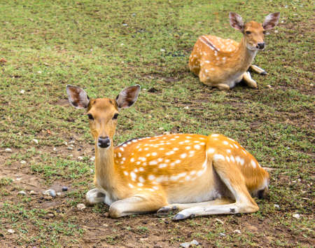Deer patterned lovely spot deer in the wild.の写真素材