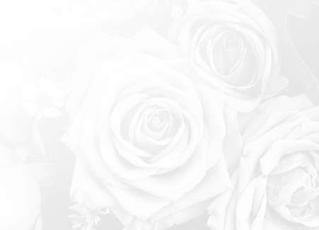 rose flower nature background design love Valentines day for design background color filterの写真素材