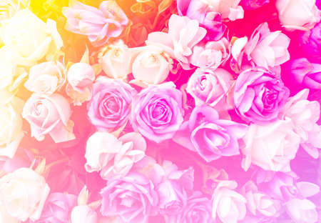 beautiful flowers made with color filters.の写真素材