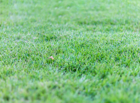 green grass texture.の写真素材