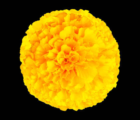 Marigold isolated on black background.の写真素材