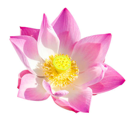 Lotus flower isolated on white background.の写真素材