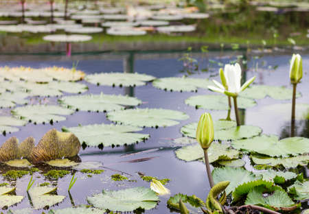 Beautiful lotus flower is the symbol of the Buddha, Thailand.の写真素材