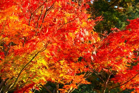 Autumn Leaves in Yamagata  Japanの写真素材
