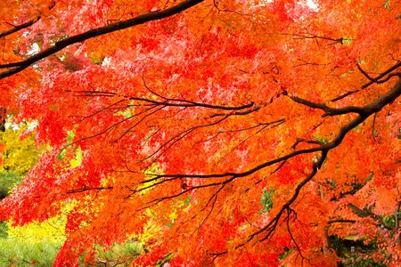 Autumn Leaves in Yamagata  Japanの写真素材