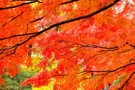 Autumn Leaves in Yamagata  Japanの写真素材