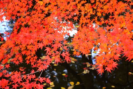 Autumn Leaves in Yamagata  Japanの写真素材