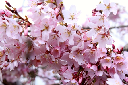 Sakura (Cherry Blossoms)の写真素材