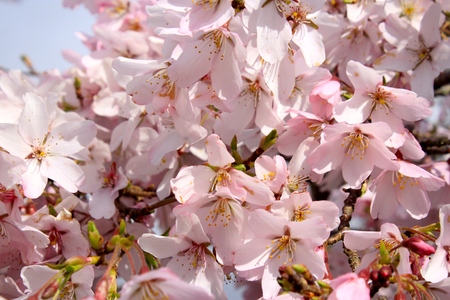 Sakura (Cherry Blossoms)の写真素材