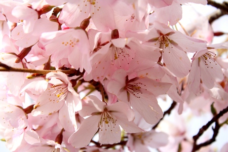 Sakura (Cherry Blossoms)の写真素材