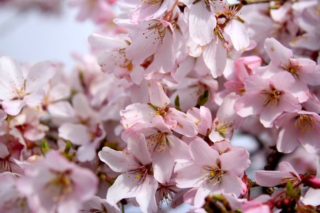 Sakura (Cherry Blossoms)の写真素材