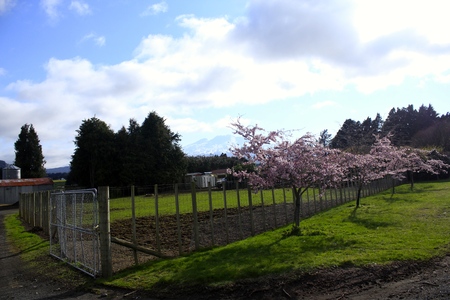 Sakura (Cherry Blossoms)の写真素材