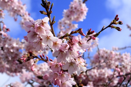 Sakura (Cherry Blossoms)の写真素材