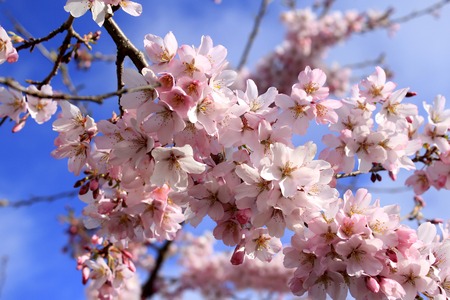 Sakura (Cherry Blossoms)の写真素材