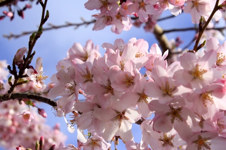 Sakura (Cherry Blossoms)の写真素材