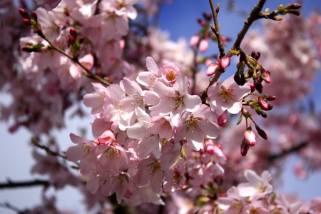 Sakura (Cherry Blossoms)の写真素材