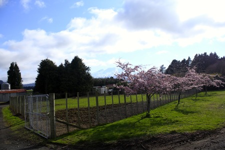 Sakura (Cherry Blossoms)の写真素材