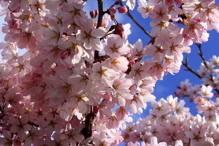 Sakura (Cherry Blossoms)の写真素材