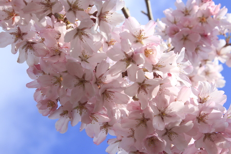 Sakura (Cherry Blossoms)の写真素材