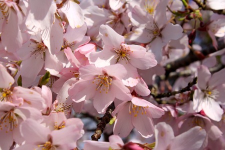 Sakura (Cherry Blossoms)の写真素材