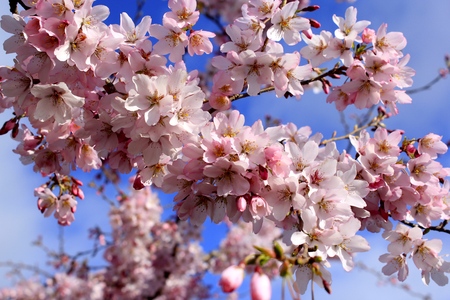 Sakura (Cherry Blossoms)の写真素材