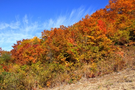 Autumn Leaves in Yamagata  Japanの写真素材