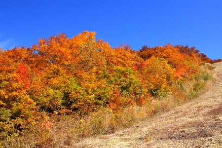 Autumn Leaves in Yamagata  Japanの写真素材