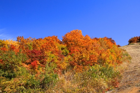 Autumn Leaves in Yamagata  Japanの写真素材