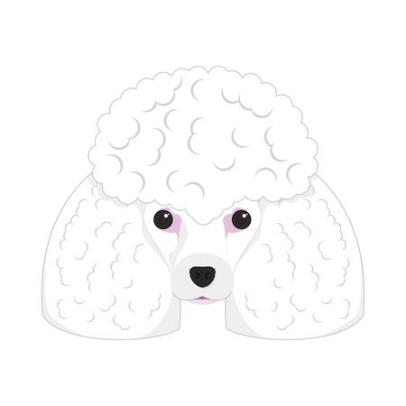 Poodle dog isolated on white background vector illustrationのイラスト素材