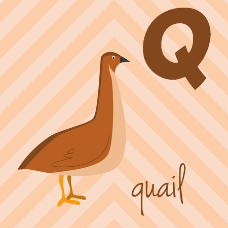 Cute cartoon zoo illustrated alphabet with funny animals: Q for Quail. English alphabet. Learn to read. Isolated Vector illustration.のイラスト素材