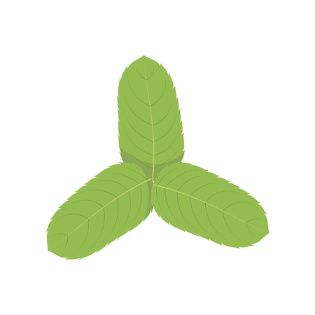 Vector mint illustration isolated in cartoon style. Herbs and Species Seriesのイラスト素材