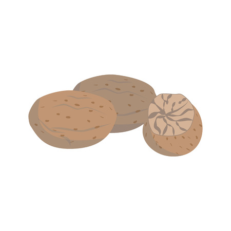 Vector nutmeg illustration isolated in cartoon style. Herbs and Species Seriesのイラスト素材