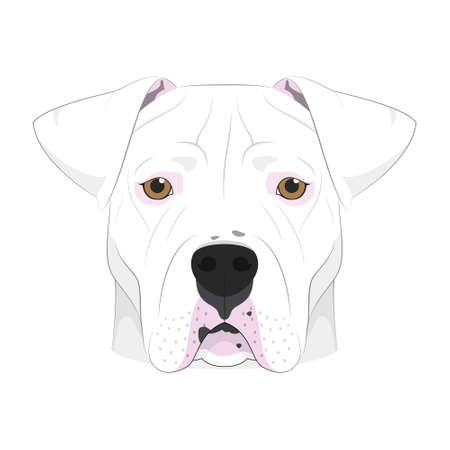 Argentinian Dogo dog isolated on white background vector illustrationのイラスト素材