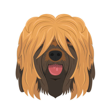 Briard or Brie Shepherd dog isolated on white background vector illustrationのイラスト素材