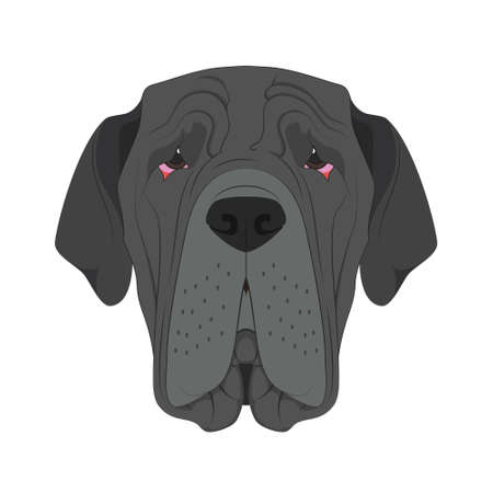 Neapolitan Mastiff dog isolated on white background vector illustrationのイラスト素材