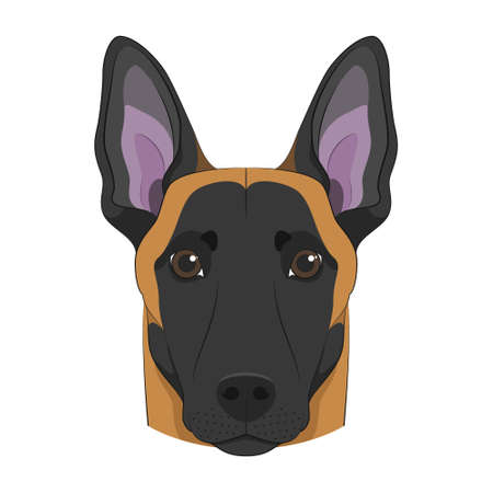 Belgian Sheperd Malinois dog isolated on white background vector illustrationのイラスト素材