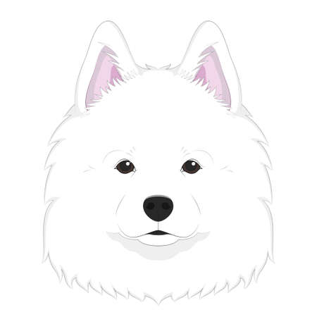 Samoyed dog isolated on white background vector illustrationのイラスト素材