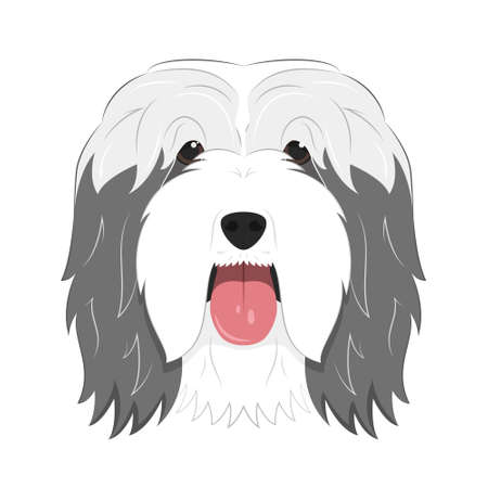 Bearded Collie dog isolated on white background vector illustrationのイラスト素材