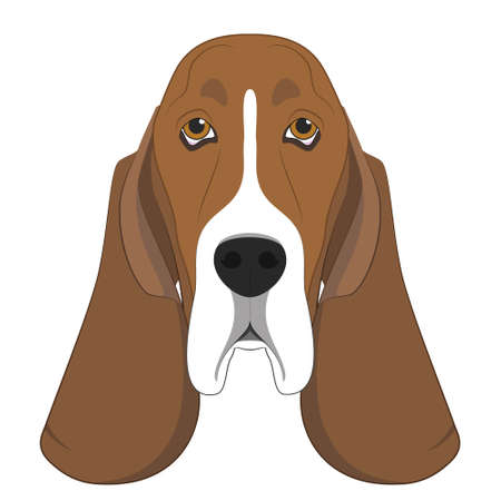 Basset Hound dog isolated on white background vector illustrationのイラスト素材