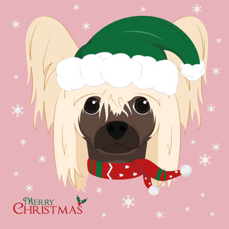 Christmas greeting card. Chinese Crested Dog with green SantaÂ´s hat and a woolen scarf for winterのイラスト素材