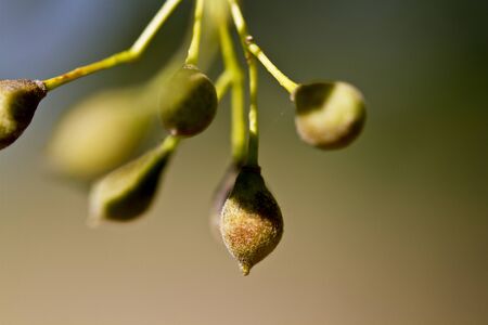seedsの写真素材