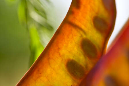 green peas seedsの写真素材