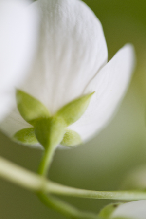 white flower under the sunの写真素材