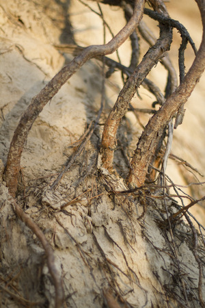 brown roots of plant on sendの写真素材