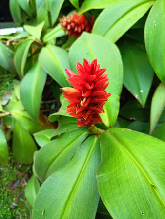 Red flower in the garden, Thailand. (Curcuma alismatifolia)