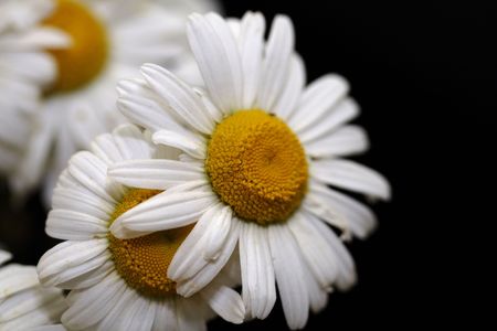 White daisiesの写真素材