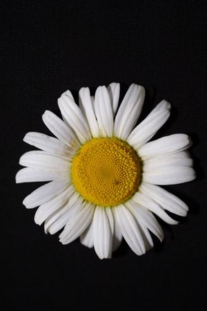 White daisyの写真素材