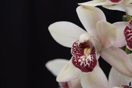 Orchid cymbidiumの写真素材